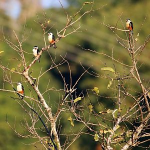 Collared Falconet (Microhierax caerulescens)