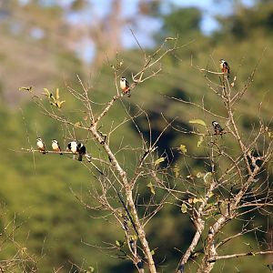 Collared Falconet Flock