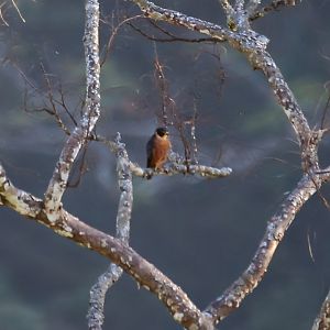 Oriental Hobby (Falco severus)