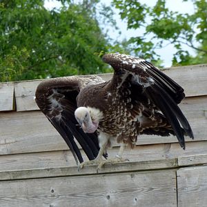 Rüppell's vulture (Gyps rueppelli)