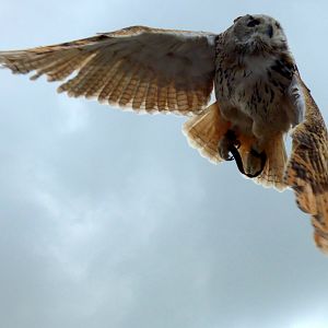 Siberian eagle-owl (Bubo bubo sibiricus)