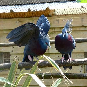 Victoria crowned pigeon (Goura victoria)