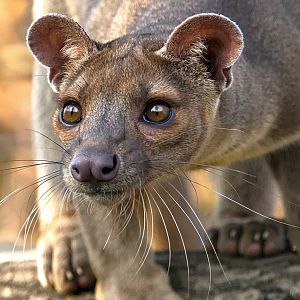 Fossa