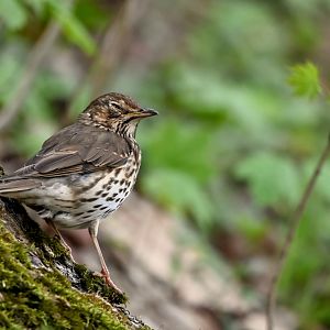 Song thrush