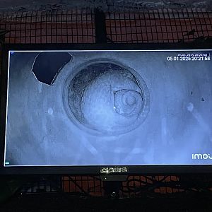 Sunda Pangolin (Manis javanica)