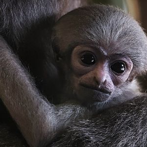 Little silvery gibbon