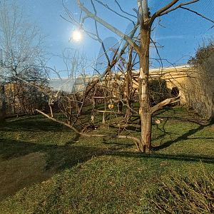 Fossa - Outdoor enclosure