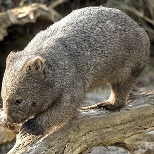 Tasmanian wombat