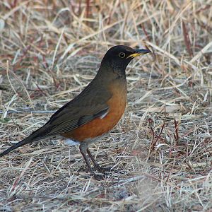 Brown-headed Thrush (Turdus chrysolaus)
