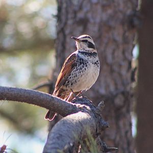 Dusky Thrush (Turdus eunomus)