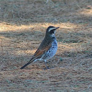 Dusky Thrush (Turdus eunomus)