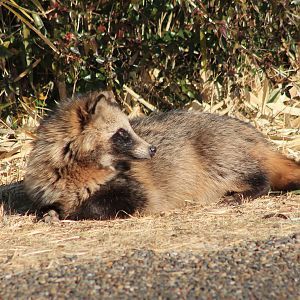 Japanese Raccoon Dog (Nyctereutes viverrinus)