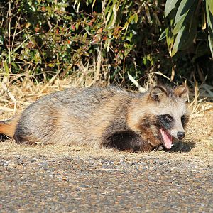 Japanese Raccoon Dog (Nyctereutes viverrinus)