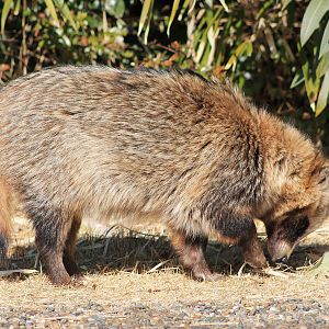Japanese Raccoon Dog (Nyctereutes viverrinus)