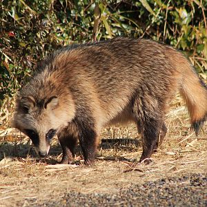 Japanese Raccoon Dog (Nyctereutes viverrinus)
