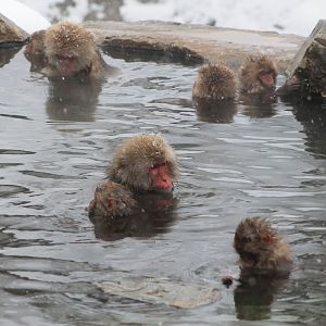 Japanese Macaques (Macaca fuscata)