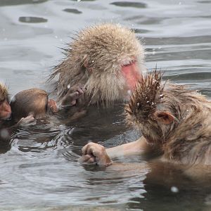 Japanese Macaques (Macaca fuscata)