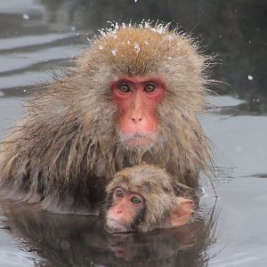 Japanese Macaques (Macaca fuscata)