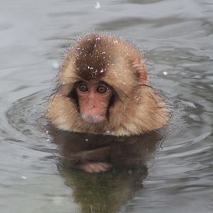 Japanese Macaque (Macaca fuscata)