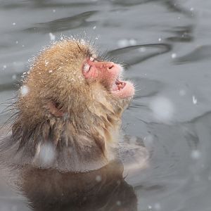 Japanese Macaque (Macaca fuscata)