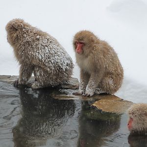 Japanese Macaques (Macaca fuscata)