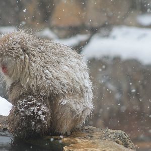 Japanese Macaques (Macaca fuscata)