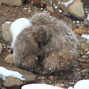 Japanese Macaques (Macaca fuscata)