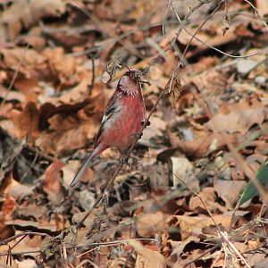 Long-tailed Rosefinch (Carpodacus sibiricus)
