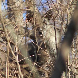 Japanese Serow (Capricornis crispus)