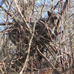 Japanese Serow (Capricornis crispus)