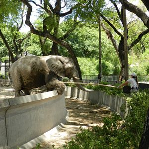 Elephant training - Ecoparque BA