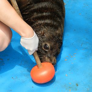 Fur seal training - Ecoparque BA