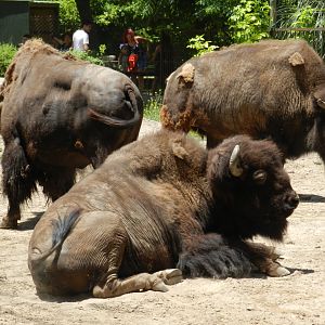 American bison - Ecoparque BA