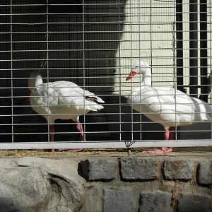 Coscoroba - Ecoparque BA