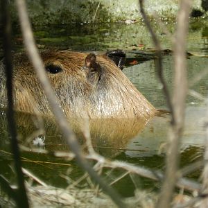 Capybara - Ecoparque BA