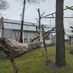 Newly built chimpanzee outdoor enclosure