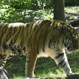 Tiger Mountain - Amur Tiger (Panthera tigris altaica)