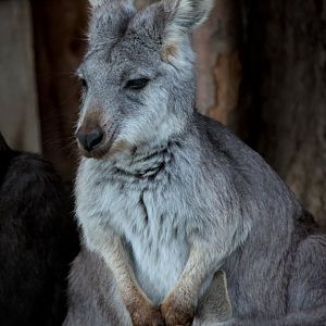 Eastern wallaroo (Osphranter robustus robustus)