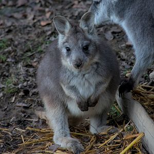 Eastern wallaroo (Osphranter robustus robustus)