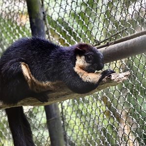 Black Giant Squirrel (Ratufa bicolor leucogenys)