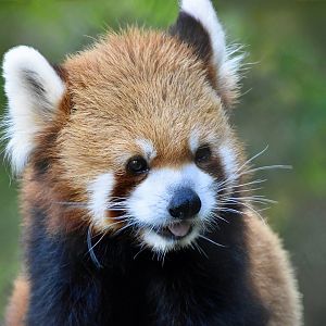 Styan's Red Panda (Ailurus styani)