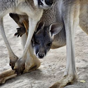 Red Kangaroo (Osphranter rufus) joey