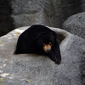 Malayan Sun Bear (Helarctos malayanus malayanus)