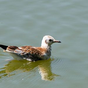 Black-headed gull (Chroicocephalus ridibundus)