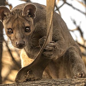 Fossa
