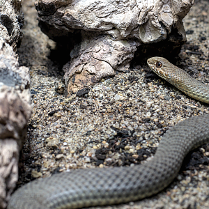 Eastern Montpellier snake