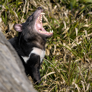 Tasmanian devil