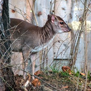 Western blue duiker (Philantomba monticola congica)