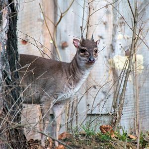 Western blue duiker (Philantomba monticola congica)