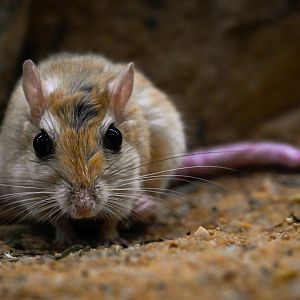 Flower's gerbil (gerbillus perpallidus) 02/25